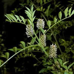 Liquirizia (Glycyrrhiza glabra).De Agostini Picture Library