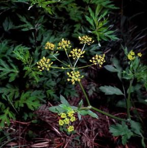 Pastinaca . Infiorescenza di Pastinaca sativa.De Agostini Picture Library