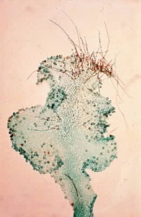 Protallo di felce visto a forte ingrandimento.De Agostini Picture Library