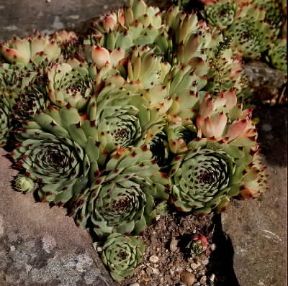 Sempervivum . Esemplare di Sempervivum tectorum. De Agostini Picture Library