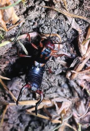 Anechura. Anechura bipunctuta.De Agostini Picture Library/C. Bevilacqua