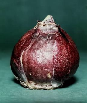 Bulbo di giacinto.De Agostini Picture Library/P. Martini