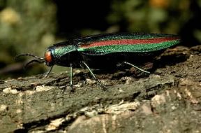 Crysochroa fulgidissima. De Agostini Picture Library/C. Bevilacqua