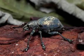 Curculionidi. Esemplare di Cyphus angustus.De Agostini Picture Library / C. Bevilacqua