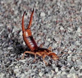 Dermatteri . Esemplare di Labidura riparia.De Agostini Picture Library/C. Bevilacqua