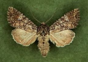 Barathra brassicae.De Agostini Picture Library / 2 P