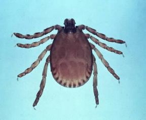 Acari. Esemplare di zecca.De Agostini Picture Library