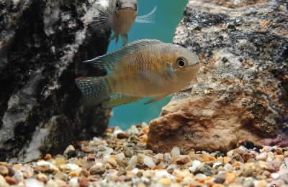 Aequidens. Esemplare di Aequidens curviceps.De Agostini Picture Library/C. Bevilacqua