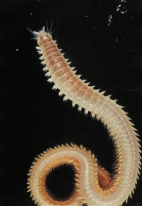 Anellidi . Neris.De Agostini Picture Library/Giacomelli