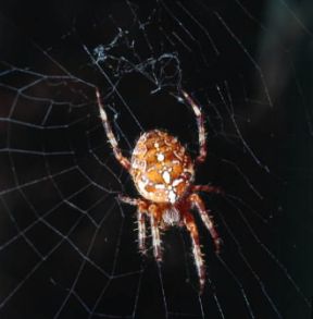 Aranea. Un esempio di aranea (Araneus diadema).De Agostini Picture Library