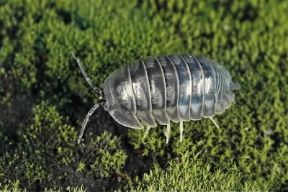 Artropodi. Un esemplare di isopodo del genere Oniscus.De Agostini Picture Library
