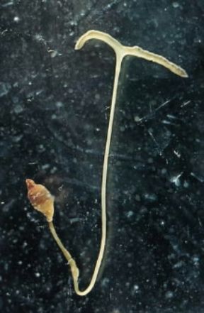 Bonellia fuliginosa .De Agostini Picture Library