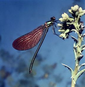 Calotterice. Esemplare di Calopteryx virgo.De Agostini Picture Library