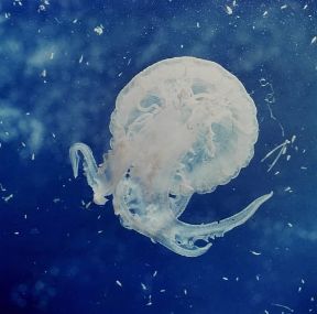 Celenterati. Una medusa del Mediterraneo (Pelagia noctiluca).De Agostini Picture Library