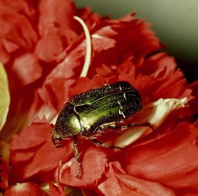 Cetonia aurata. De Agostini Picture Library