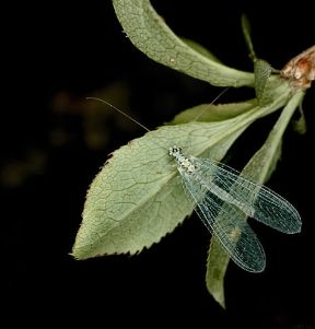 Chrysopa perla. De Agostini Picture Library