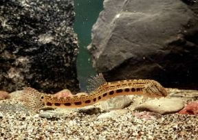 Cobite (Cobitis taenia).De Agostini Picture Library/C. Bevilacqua