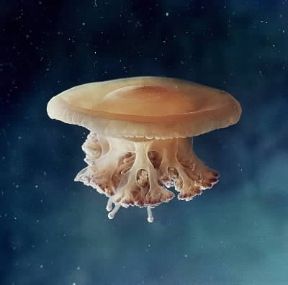 Cotylorhiza tuberculata. De Agostini Picture Library