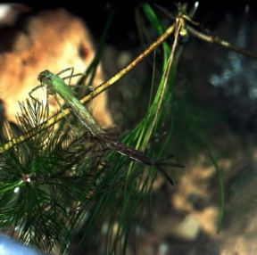 Muta di una ninfa di Calopterix splendens.De Agostini Picture Library / Archivio B