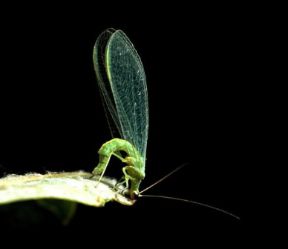 Neurotteri. L'insetto adulto.De Agostini Picture Library