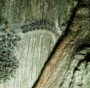 Processionaria della quercia (Thaumetopoea processionea).De Agostini Picture Library