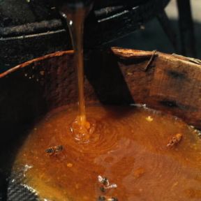 Apicoltura. Il miele viene recuperato dallo smielatore.De Agostini Picture Library/ 2 P