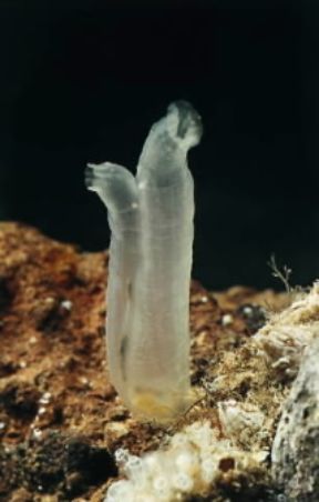 Ascidiacei. Ciona intestinalis.De Agostini Picture Library/Giacomelli