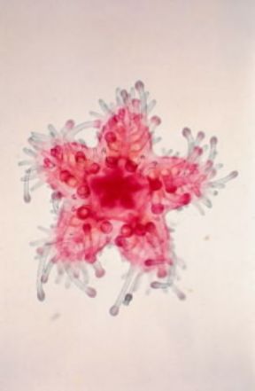 Asterias. Forma giovanile. De Agostini Picture Library /Archivio B