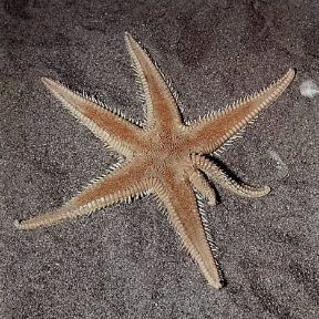 Astropecten. Esemplare di Astropecten Auranciacus. De Agostini Picture Library