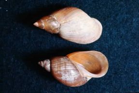 Basommatofori. De Agostini Picture Library / Archivio B