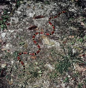 Corallo. Esemplare di Micrurus corallinus. De Agostini Picture Library