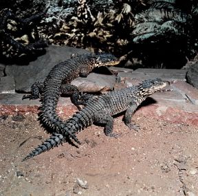 Cordilo. Esemplari di Cordylus giganteus.De Agostini Picture Library