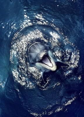 Delfino . Esemplare di Delphinus delphis.De Agostini Picture Library