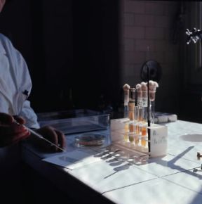 Batterioscopia. La goccia di sospensione microbica viene posta sul vetrino.De Agostini Picture Library