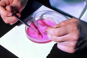 Coltura in vitro di tessuto animale.De Agostini Picture Library