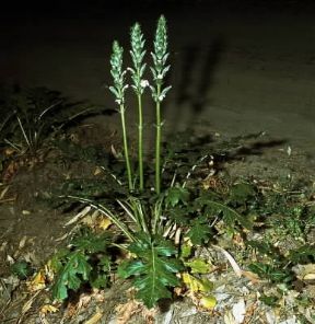 Acanto. Pianta di Acanthus mollis in fiore.De Agostini Picture Library