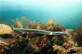 Aguglia (Belone belone).De Agostini Picture Library