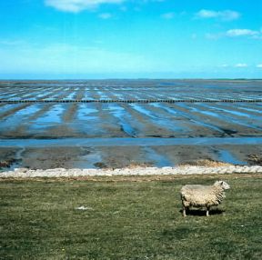 Bonifica. Le paludi marine dell'isola di RÃ¸mÃ¸ in Danimarca in fase di prosciugamento.De Agostini Picture Library