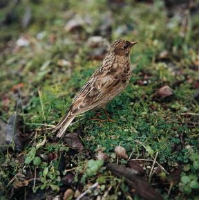 Allodola. De Agostini Picture Library