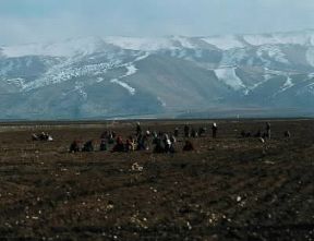 BÃ©qaa. Donne al lavoro nei campi.De Agostini Picture Library/2 P
