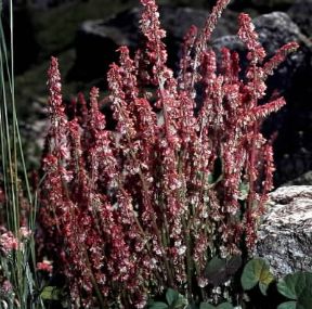 Acetosa. Infiorescenze di Rumex acetosa.De Agostini Picture Library/2P