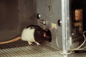 Apprendimento. Esempio dell'apprendimento stimolato dalla soddisfazione di un bisogno, in questo caso la sete. L'animale ha appreso che abbassando la levetta ottiene l'acqua.De Agostini Picture Library