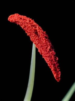 Fotografia. Polline visibile in una fotografia scientifica.De Agostini Picture Library/E. Giovenzana