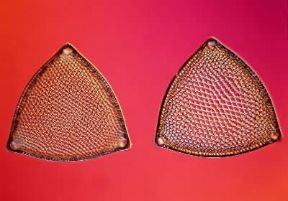 Fotografia. Esempio di fotografia scientifica ripresa con il microscopio.De Agostini Picture Library/E. Giovenzana