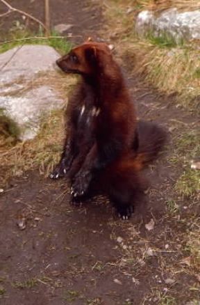 Ghiottone. De Agostini Picture Library/C. Novara