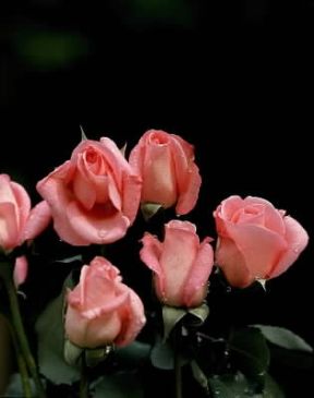 Rosa. De Agostini Picture Library / 2 P