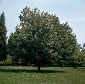 Acero negundo ( Acer negundo ).De Agostini Picture Library/L. Cretti
