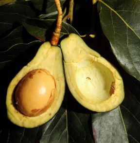Avocado. Frutto di Persea gratissima.De Agostini Picture Library / 2 P