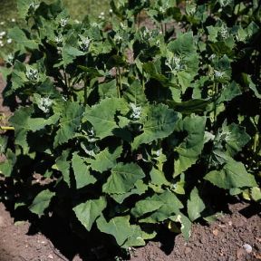 Bietolone . Esemplare di Atriplex hortense.De Agostini Picture Library/Moreschi