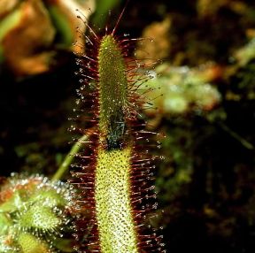 Carnivoro. Drosera longifolia con la preda catturata grazie a secrezioni vischiose.De Agostini Picture Library/2P